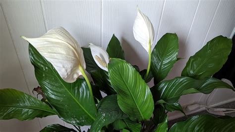 16 Fast Fixes For Peace Lily Brown Tips (And What's Actually Causing Them)