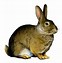 Image result for Cute Bunny PNG