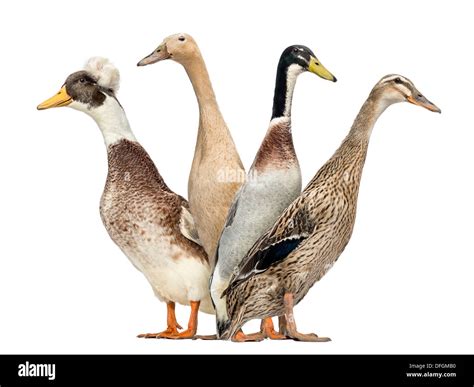 Ducks Row High Resolution Stock Photography and Images - Alamy