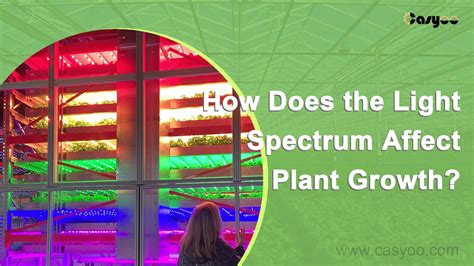 How Does the Light Spectrum Affect Plant Growth? - Casyoo