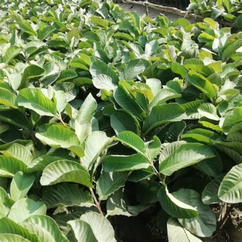 Order Guava L-49 Tissue Culture Plants"Psidium Guajava"