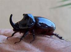 rinoceronte volante il cervo volante e lo scarabeo rinoceronte rinoceronte volante il cervo volante e lo scarabeo rinoceronte