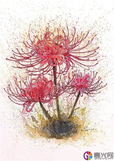 彼岸花手绘教程彩铅彼岸花彩铅画教程2022已更新今日图集