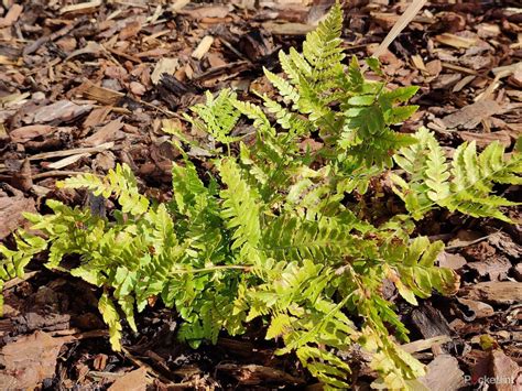 Image result for OnePlus 9 Review