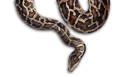 Image result for Python Snake Florida