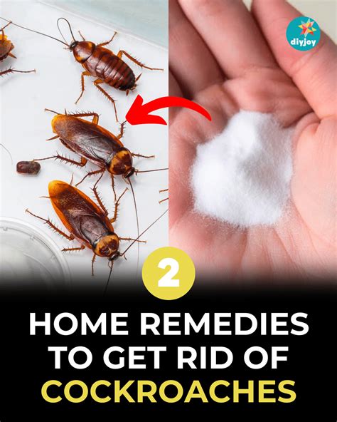 2 Home Remedies to Get Rid of Cockroaches - DIY Joy