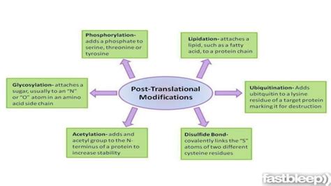 Image result for Proteolysis Post-Translational Modification