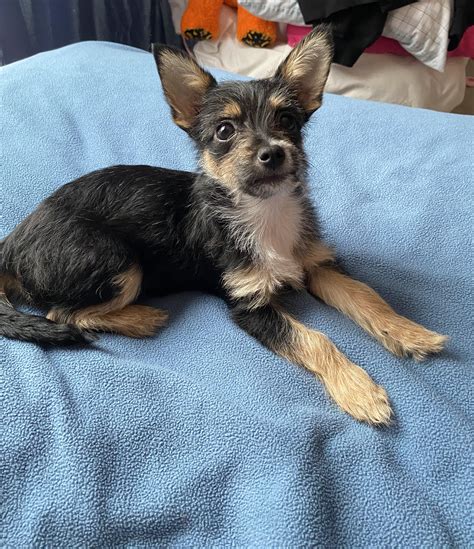 Yorkie Chihuahua Mix Full Grown