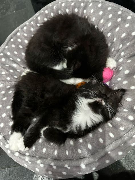 Kirsty Wells on LinkedIn: Meet the new team members. Only 8 weeks old and already a bit crazy…