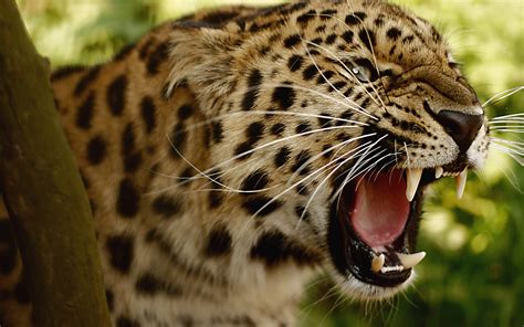 amur 的图像结果