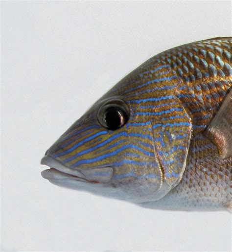 Juvenile Grunt Fish at Alyssa Coode blog