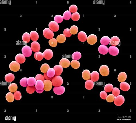 Staphylococcus aureus skin hi-res stock photography and images - Alamy