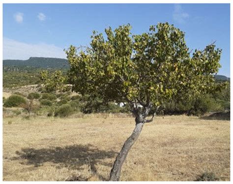 Antioxidants in Fruit Fractions of Mediterranean Ancient Pear Cultivars