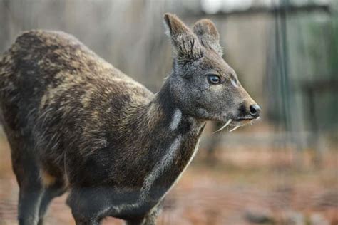Prehistoric animals that still roam the Earth