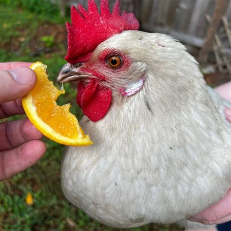 Can Chickens Eat Oranges? - Mranimal Farm