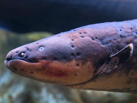 Electric Eel Electricity