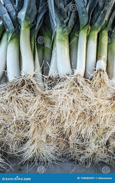 Leek In Spanish