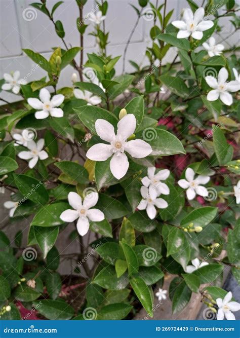 White Flower Plants that Bloom Simultaneously and are Planted Next To ...