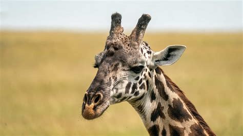 Giraffe Teeth Are Just Like Ours—With One Bizarre Twist - A-Z Animals