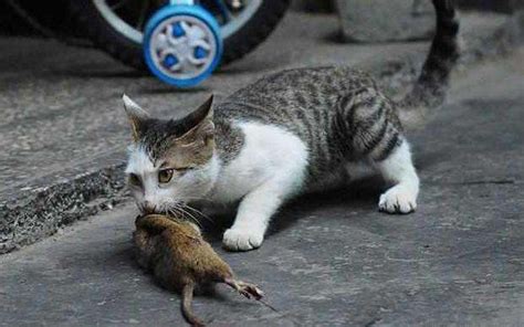 猫捉老鼠现实版教学，猫哥现场教小弟抓老鼠