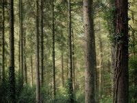 13 Forest ideas | forest, beautiful nature, nature photography