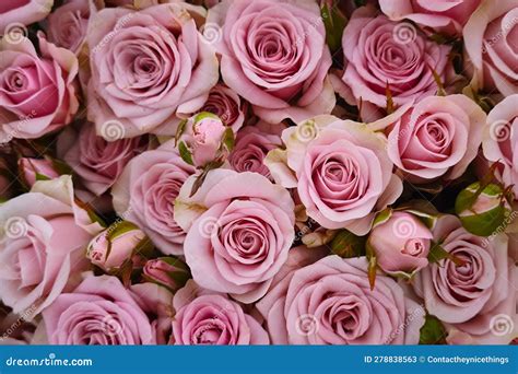 Flower pink glitter roses stock image. Image of plant - 278838563