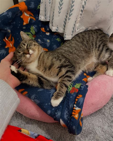 Ashley Daniels (@ashleylunaandnovi) • Instagram photos and videos