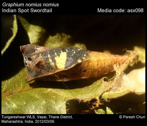Graphium nomius | Butterfly
