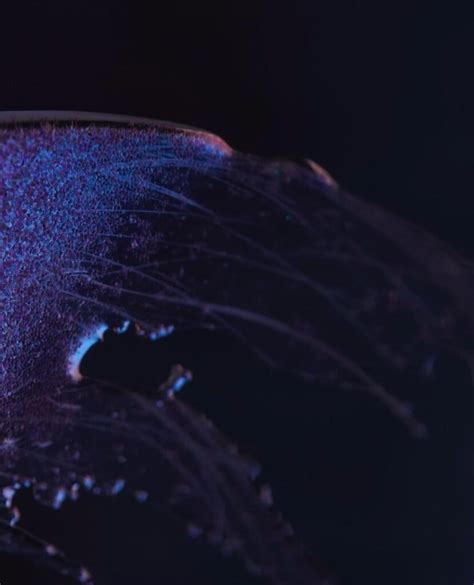 Future Dusk Color 的图像结果