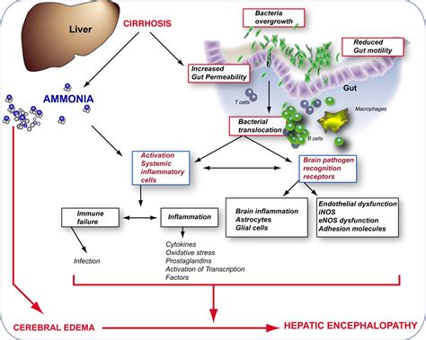 Rifaximin in hepatic encephalopathy: More than just a non-absorbable antibiotic? - Journal of ...