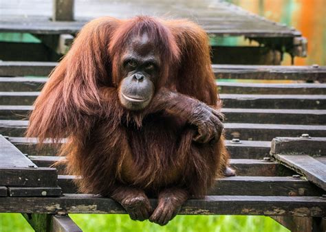 This may tickle a bit: Vets swab Bornean orangutans for COVID-19 ...