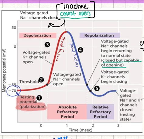 Image result for Skeletal Muscle Action Potential Graph