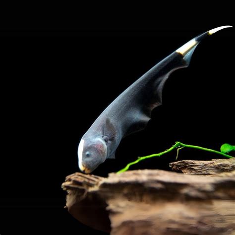 Black Ghost Knife Fish – cloningaquapets