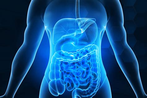 How Long Does It Take to Digest Food?