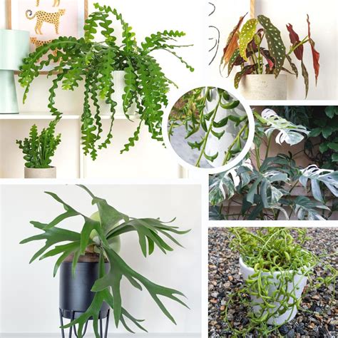 Unusual House Plants Rare And Unique Houseplants – Jungle & Loom