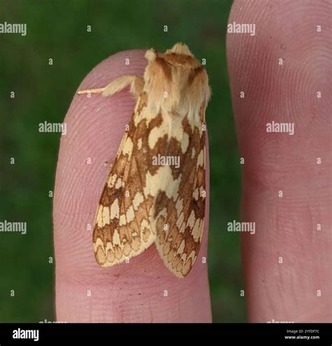 Spotted Tussock Moth (Lophocampa maculata Stock Photo - Alamy