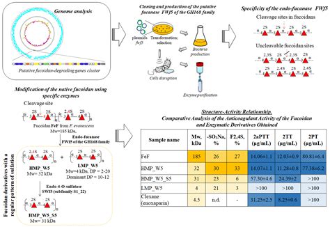 The Discovery of the Fucoidan-Active Endo-1→4-α-L-Fucanase of the GH168 ...