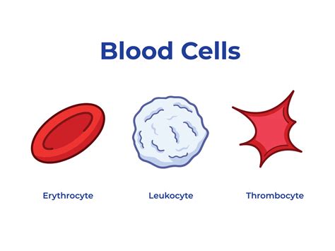Red Blood Cells And White Drawing