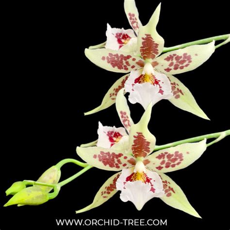 Buy Oncidium Orchids Online India | Dancing lady oncidium online ...