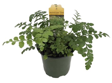 Buy Austral Gem Fern - 4 Pot - Asplenium dimorphum - Easy to Grow House ...