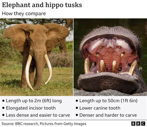 Poachers target hippos for giant teeth in place of ivory - BBC News
