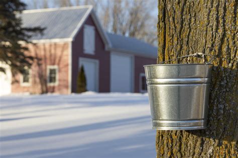 Image result for Making Maple Syrup