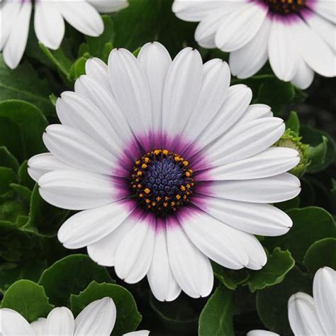 African Daisy Seeds | 25 Osteospermum Seeds | Akila White Purple Eye ...