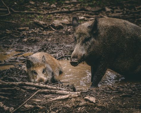 Feral Hog Hunting in Texas | The Ultimate Guide