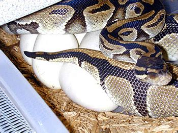 Image result for Python Laying Eggs