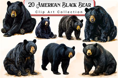 American Black Bear Clipart Bundle Graphic by Designova · Creative Fabrica