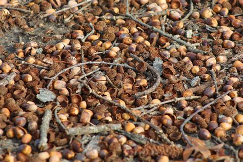 An Easier Way to Pick Up Acorns - Bag-A-Nut