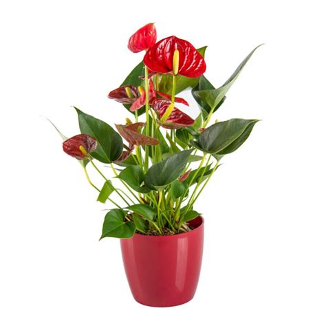 Anthurium (Red) with 4 inch pot in Indoor plants | Bumitraa - ecommerce