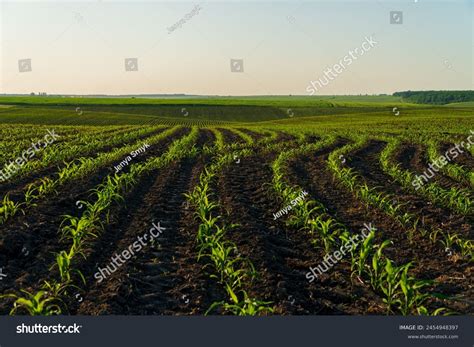 Large Agricultural Field Corn Plants Growing Foto Stok 2454948397 ...