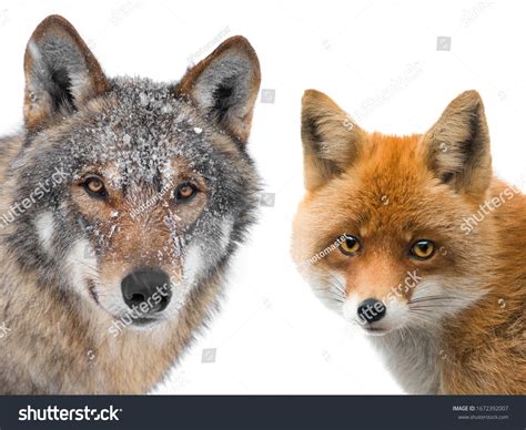 Fox And Wolf Friends